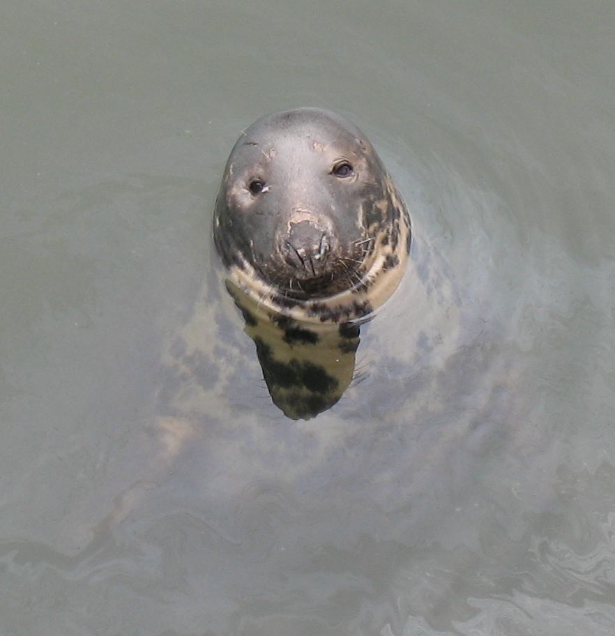 sealsmile